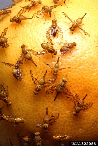 Mexican fruit flies on citrus fruit: Jack Dykinga, USDA Agricultural Research Service, Bugwood.org 