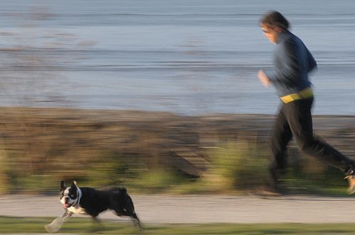 Running Dog by petetaylor