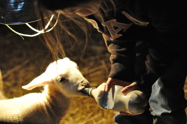 bottle feeding lambs