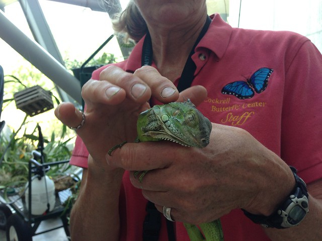 Our new Cockrell Butterfly Center resident, Chico, receives a pet from Director Nancy Greig