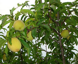 Green peaches in Georgia