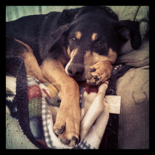 Lazy day aground the house = happy Tut #dogstagram #coonhoundmix #adoptdontshop #rescue #lazy #paw