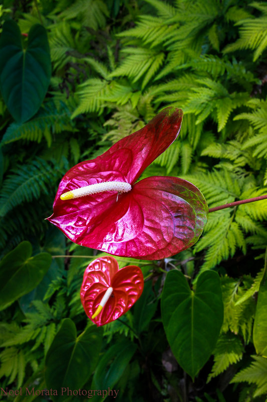 Tropical anthurium,Trommer Lilly Farm, Big Island