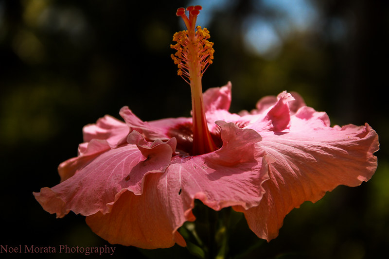 Hibiscus bloom,Trommer Lilly Farm, Big Island