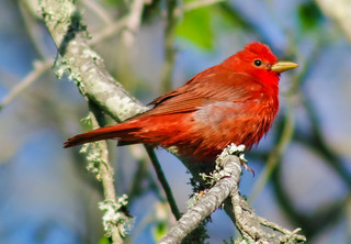 Summer
 Tanager