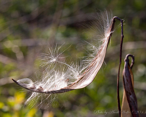 Milkweed seed awaiting flight by andiwolfe