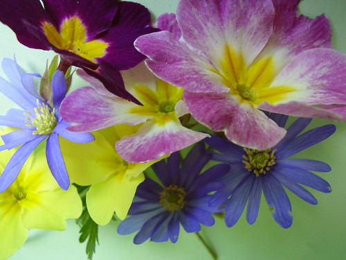 April2013 414 Spring flowers by monica_meeneghan