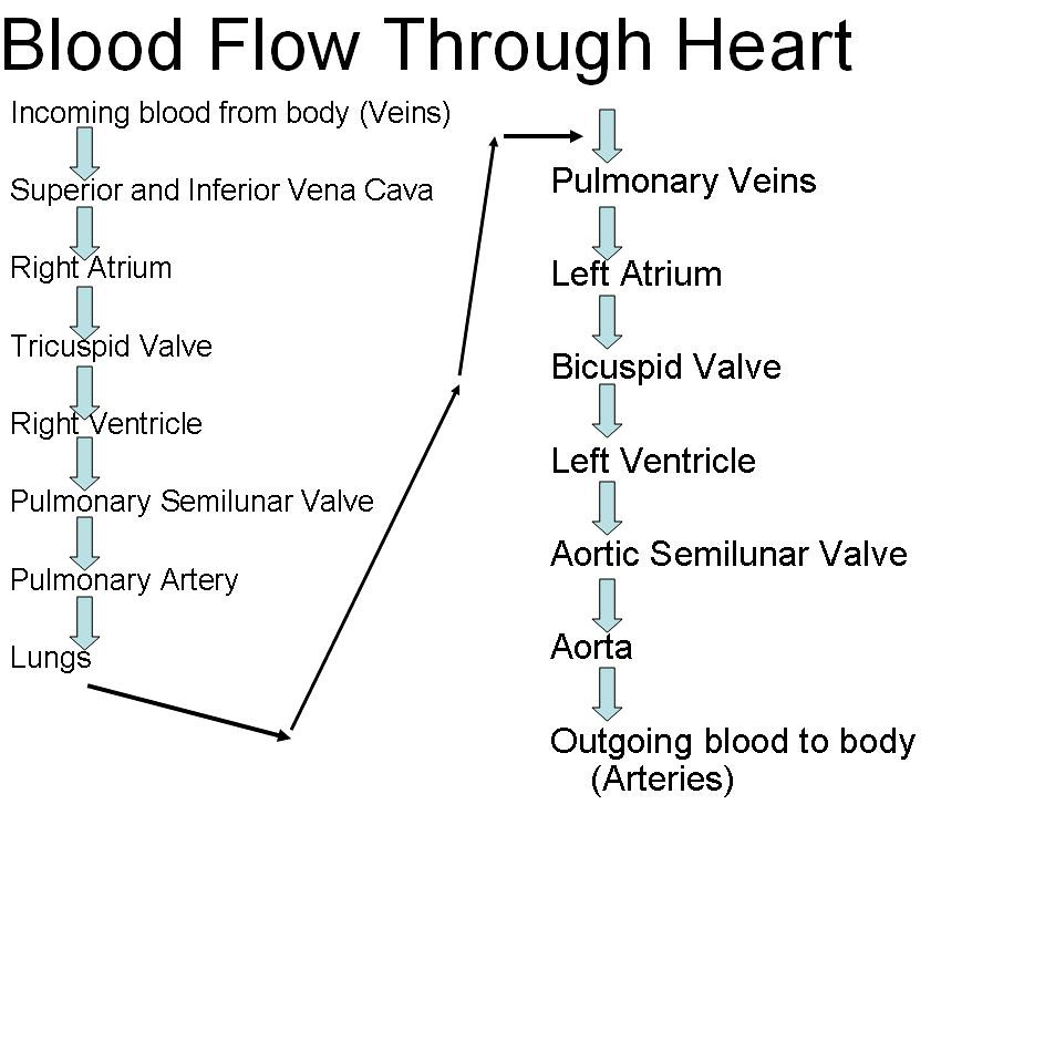 Unit 7 Blood Flow Through Heart