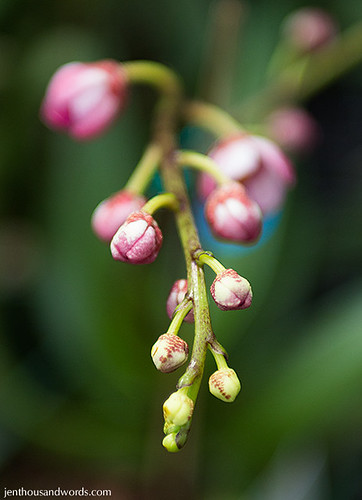 Orchid buds