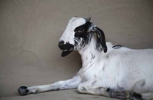 Goat on verandah in Berhampur, India