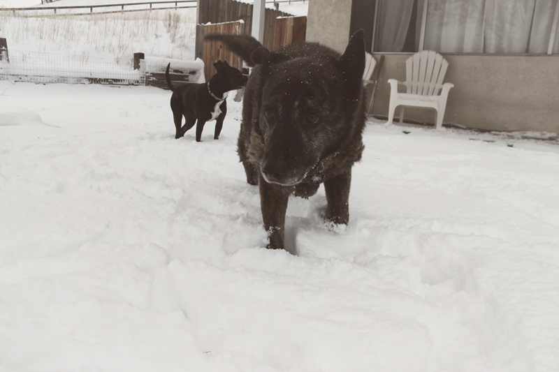 roxy-dog-in-snow