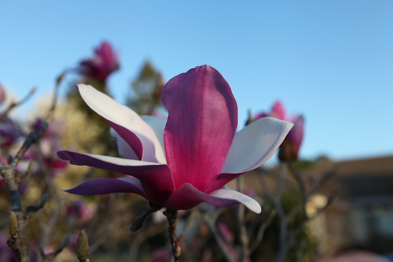 magnolia_47