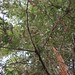 Garden Inventory: Sequoia sempervirens - 04