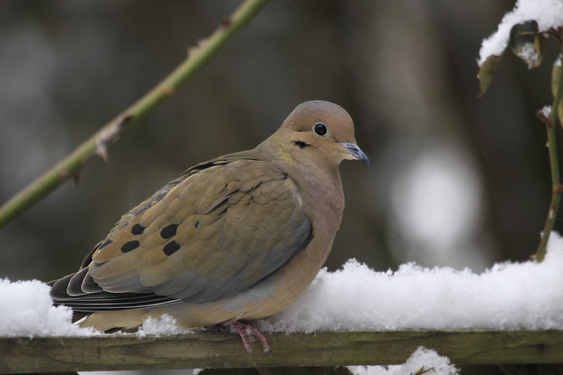 mourning dove snow