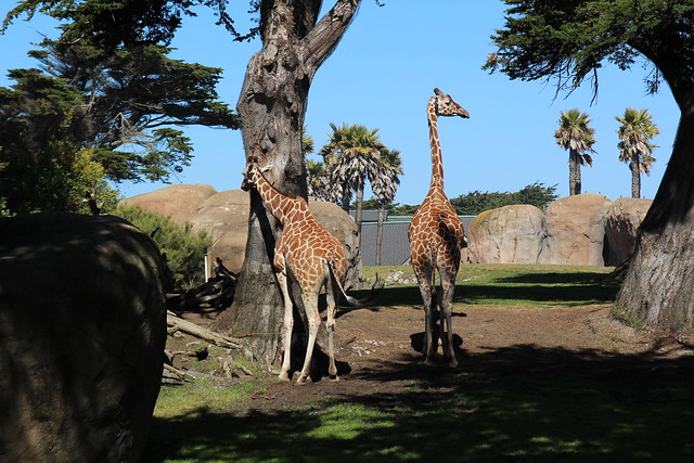 Giraffes at the San Francisco Zoo