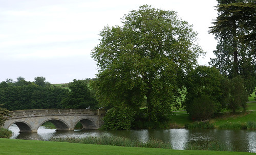 Water, Bridge and Tree