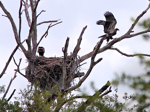 Bald Eagle juveniles at nest 20130414