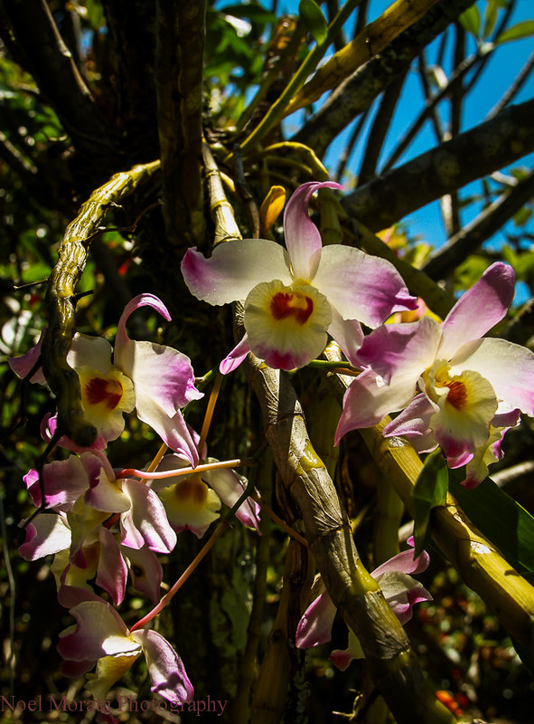 Orchid blooms,Trommer Lilly Farm, Big Island