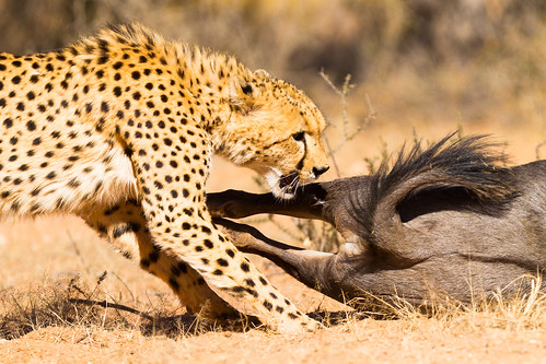 撒哈拉獵豹雖會躲避與人類的接觸，數量卻仍然在減少中。（圖片：Taraji Blue）