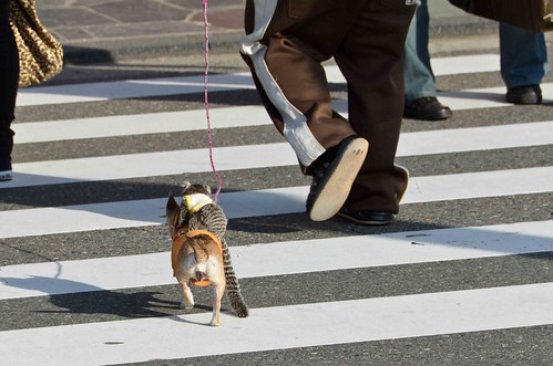 Monkey, Riding a Dog, Crossing the Street
