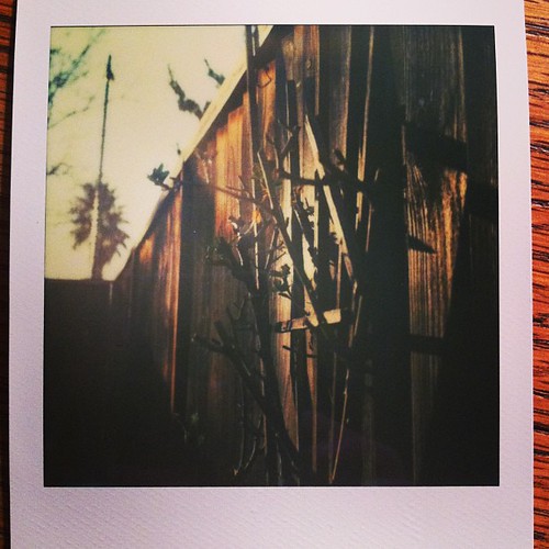 pruned roses on the fence #impossibleproject