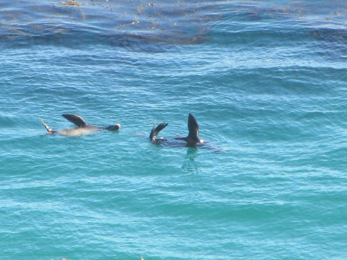 sea lions basking