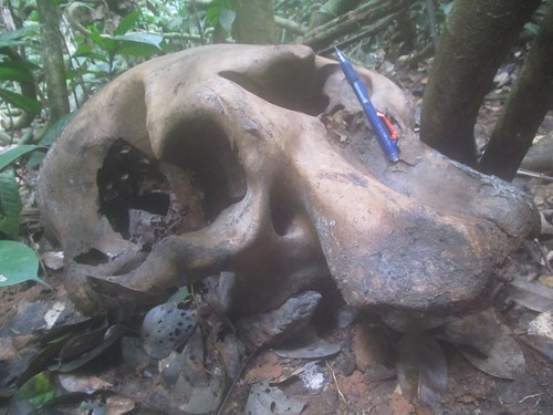 elephant skull in Obenge's forest