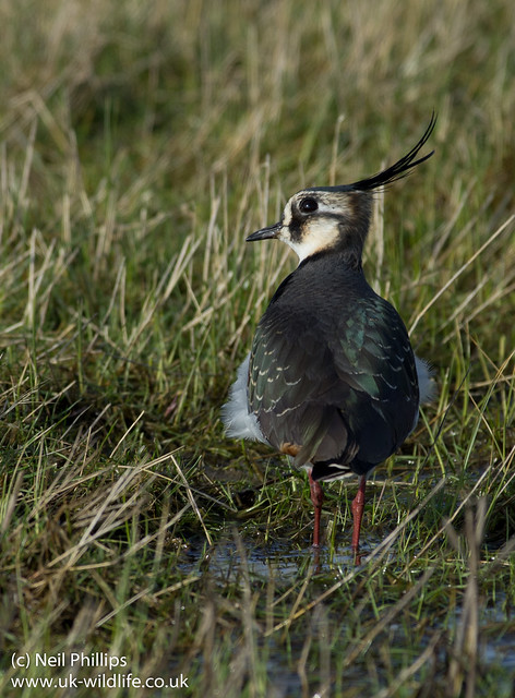 lapwing look
