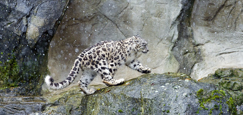 Mohan walking on the big rock by Tambako the Jaguar