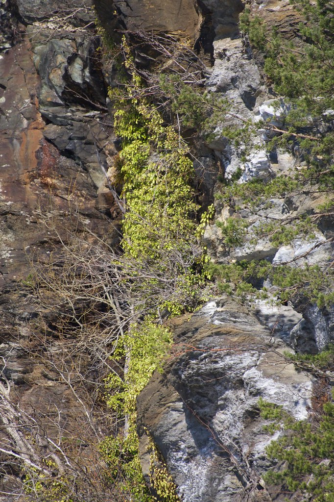 Common ivy growing on vertical cliff faces