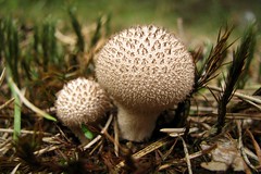 Mushrooms, fungi and similar