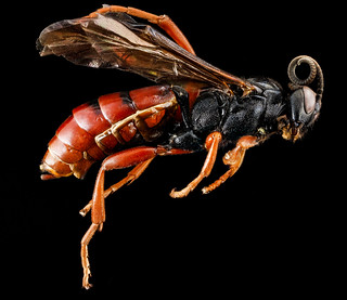 Wasp, U, side, Wyoming, Park Co_2013-04-09-15.48.41 ZS PMax