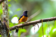 婆罗洲鸟类 Birds of Borneo