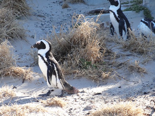 One of Sophie’s travel photographs, where she manages to see penguins in South Africa!