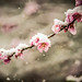 peach blossom in snow