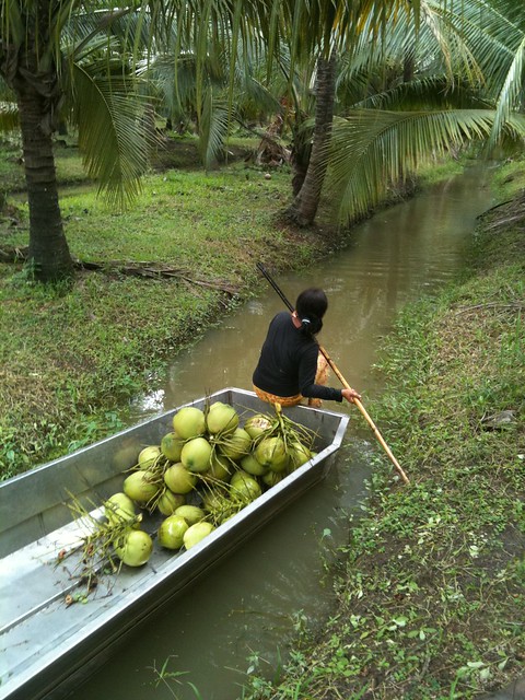 Gathering Cocos