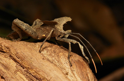 Coreid Leaf-footed Bug or Squash Bug (Derepteryx sp., Coreidae)