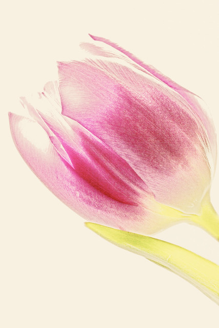 Tulpen--2 2