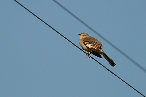 Northern Mockingbird 03/30/13