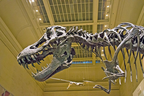 Tyrannosaurus Rex skeleton is on display in the Dinosaurs hall at the Smithsonian's National Museum of Natural History in Washington, D.C. Smithsonian photo by John Gibbons.