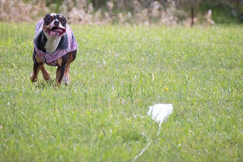 Lure Coursing Practice-1175