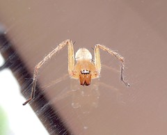 Spider (C)