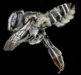 Megachile brevis, F, side, Tennessee, Haywood County_2013-02-14-15.13.45 ZS PMax