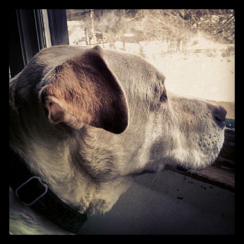 Chief Bird Watcher on duty... #dogstagram #bigdog #dogs