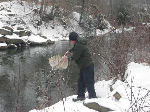 Md Dnr Trout Stocking 101