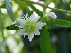 Cunoniaceae　クノニア科