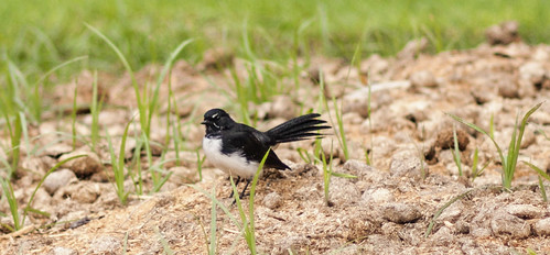 Willie Wagtail.