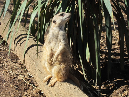 curious meerkat