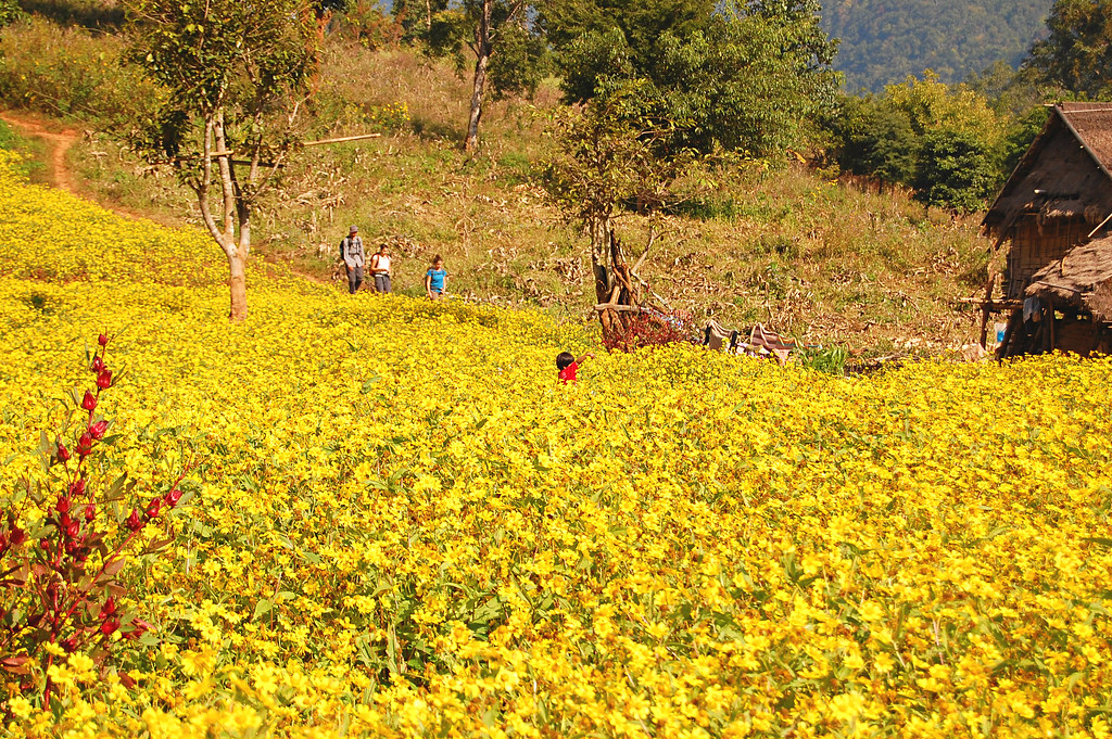 Sunflowers, Hsipaw, Burma