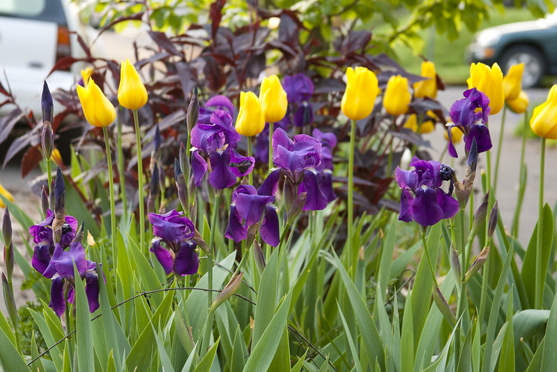 purple iris and yellow tulip